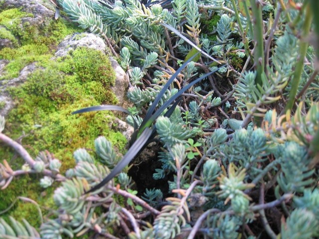 Ophiopogon planiscapus 